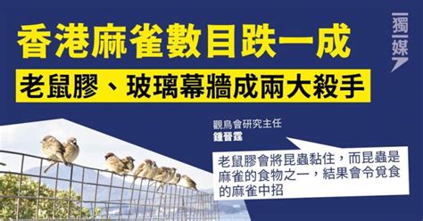 為什麼二樓買不得|麻雀數目 8 年來跌三成 團體估計因舊區重建 籲公眾合力紀錄監。